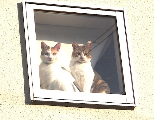 窓・外から猫2匹.jpg