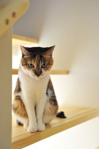 500階段猫.jpg