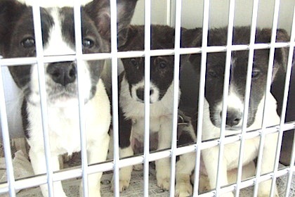 保護犬(子犬達).jpg
