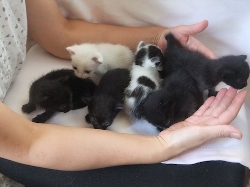 保護猫.jpg